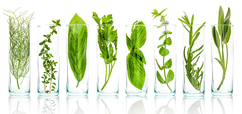 plantes